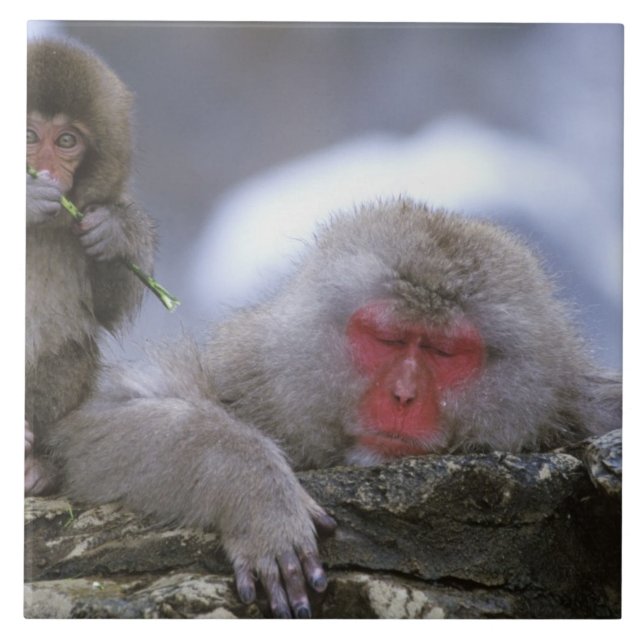 Mãe e filhote de Macaco da Neve, Jigokudani, Nagan (Frente)