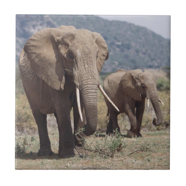 Mãe elefante andando com filhote de elefante (Frente)