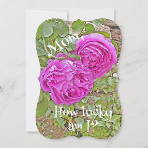 Mãe, Que Sorte Tenho? rosas/Dia de as mães?
