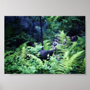 Mãe Turquia em Ferns Poster