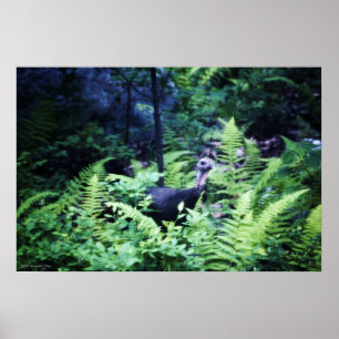 Mãe Turquia em Ferns Poster