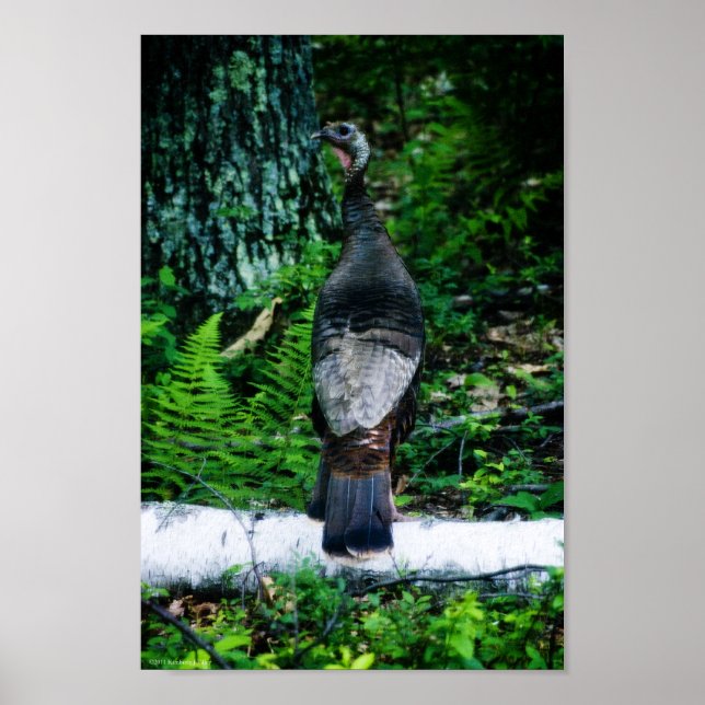 Mãe Turquia Poster (Frente)