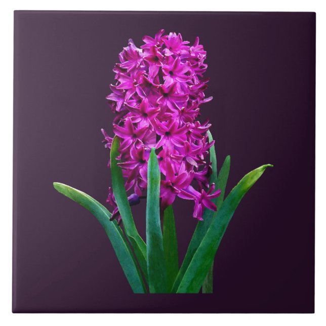 Magenta Hyacinth (Frente)