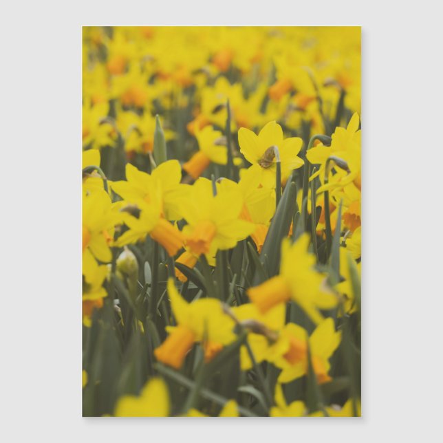 Magnet do Cartão-Postal de Campo Daffodil (Frente)