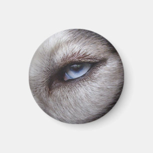 Magnet / Presente do Cachorro Lásico da Imã de g