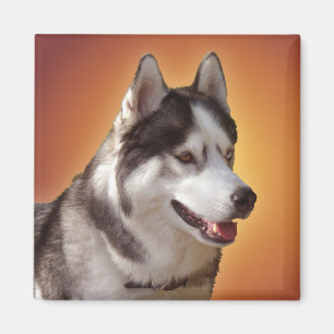Magnet / Presente do Cachorro Lásico da Imã de g