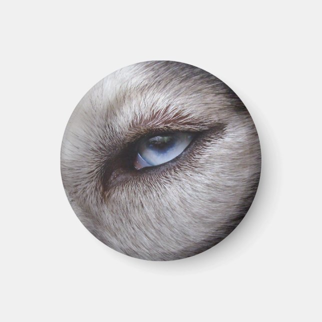 Magnet / Presente do Cachorro Lásico da Imã de gel (Frente)