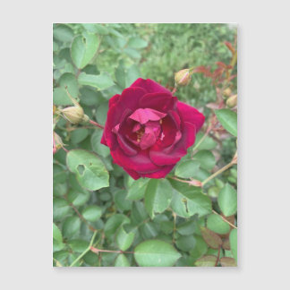 Magnet Rosa