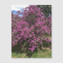 Magneta de Sage do Rebel do cheio