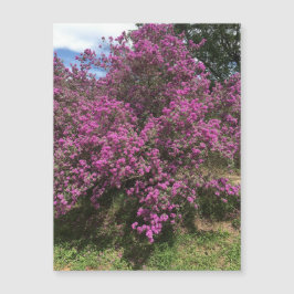 Magneta de Sage do Rebel do cheio