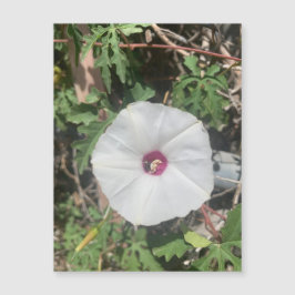 Magneta Vine Fenceline Alamo