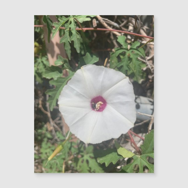 Magneta Vine Fenceline Alamo (Frente)