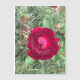 Magneto Rosa de ossiping