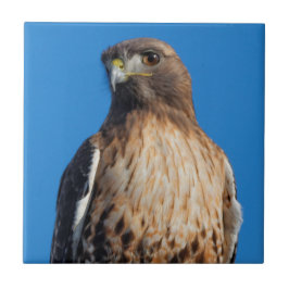 Magnífico Falcão de Altura Vermelha no Sol