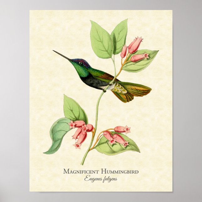 Magnífico Impressão de Arte de Hummingbird (Frente)