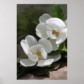 Magnolia Blooms Poster - 24x36 - outros tamanhos t