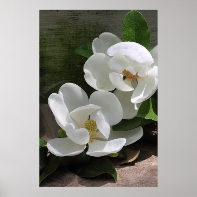 Magnolia Blooms Poster - 24x36 - outros tamanhos t (Frente)