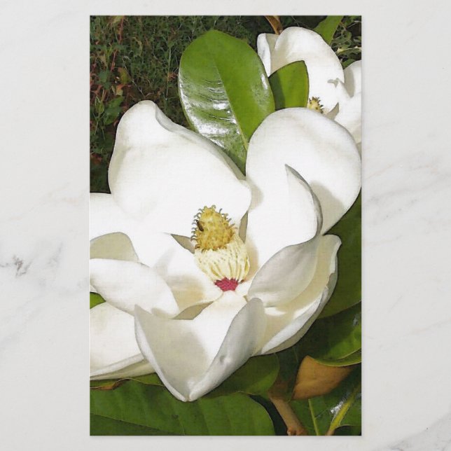 Magnolia Blossom (Frente)