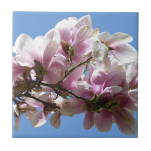 Magnolia Blossom