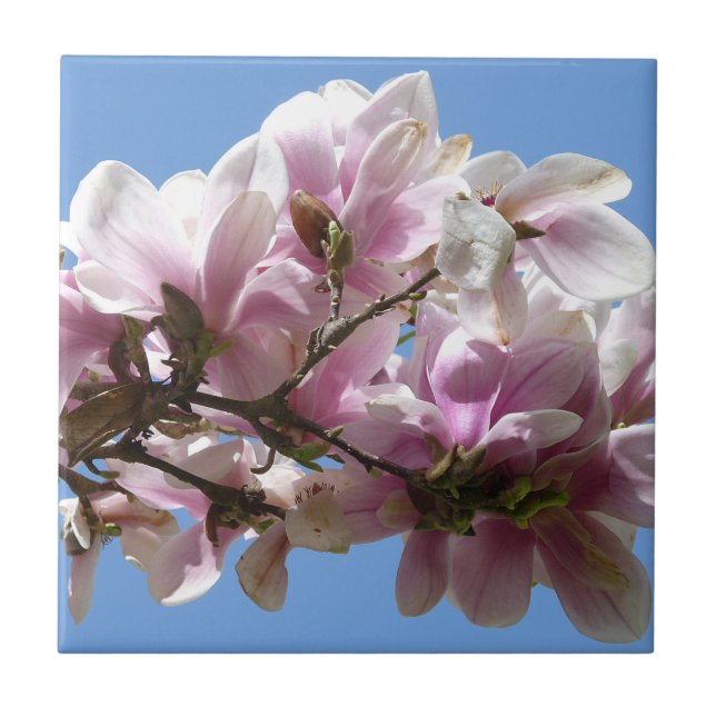 Magnolia Blossom (Frente)