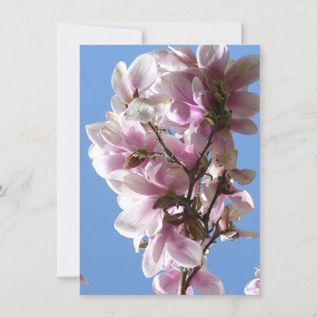 Magnolia Blossom (Frente)