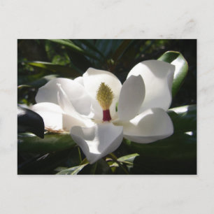 magnólia cartões de posto flor magnolia foto