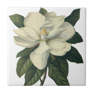 Magnólia Flor Branca em Flor Vintage