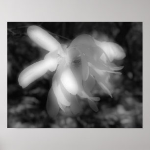 Magnolia Flor Preto Branco Impressão