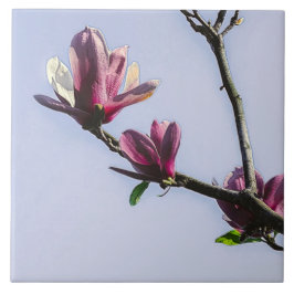 Magnolia Flores Flórida Flor Blossom Chic Cer