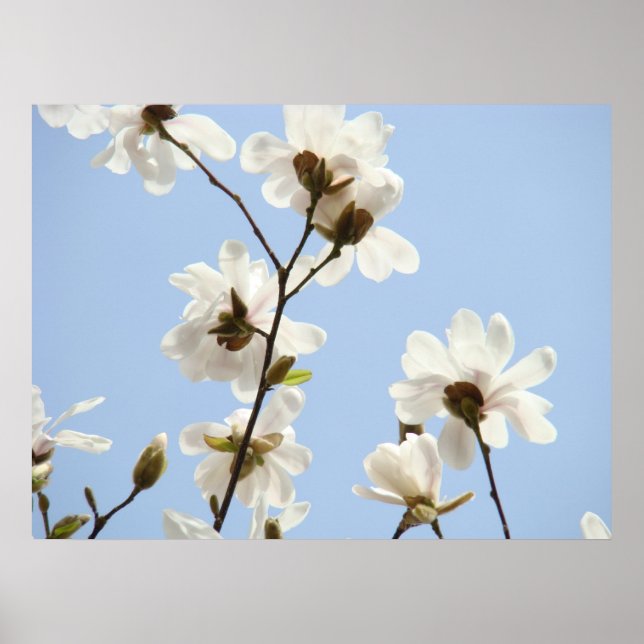 MAGNOLIA Flowers Trees 38 Blue Art Prints Posters (Frente)