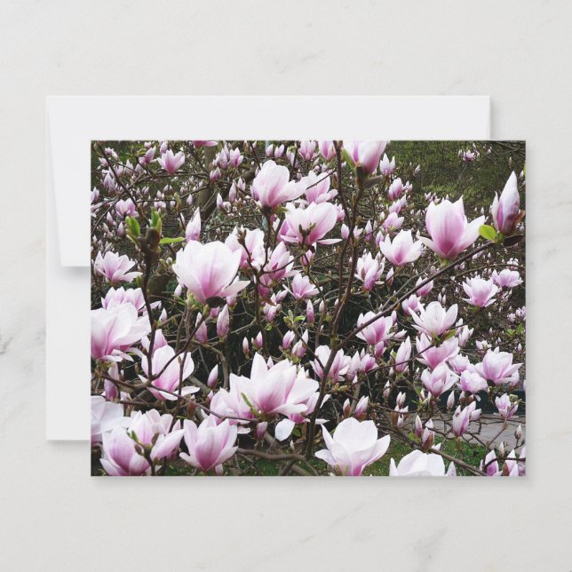 Magnolia Garden (Frente)
