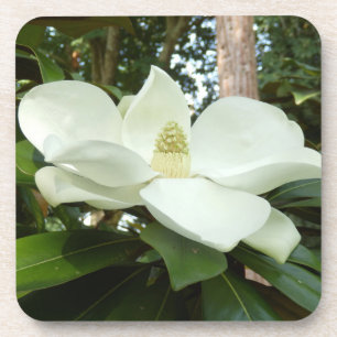 Magnolia Grandiflora Duro Plástico Porta copos