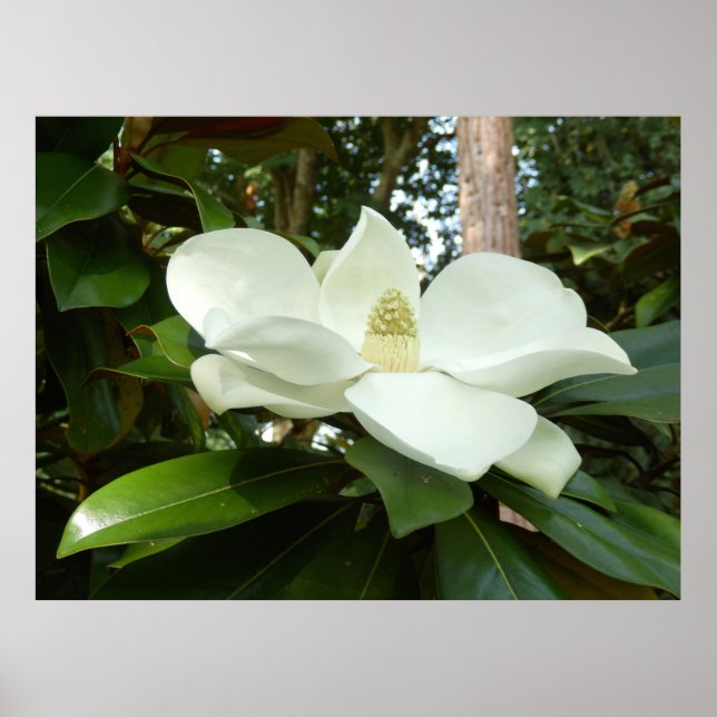 Magnolia Grandiflora Poster (Frente)