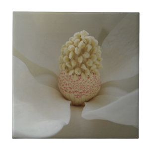 Magnolia Pequena (4,25" x 4,25") Azulejo de Foto C
