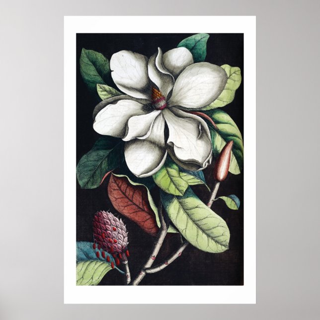 Magnolia poster (Frente)