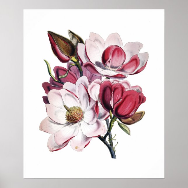 Magnolia poster (Frente)