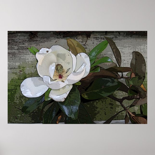 Magnolia Poster mágica - 36x24 - outros tamanhos t (Frente)