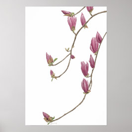 Magnolia Vine Poster
