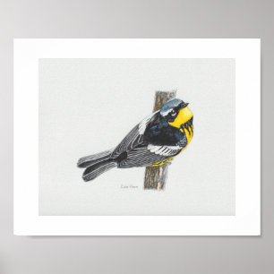Magnolia Warbler Art Impressão