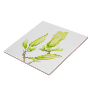 Magnolias amarelas em um Azulejo cerâmico (2 W)