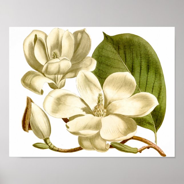 Magnolias brancas Poster floral Impressão (Frente)