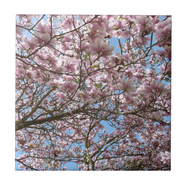 Magolia em abril (Frente)