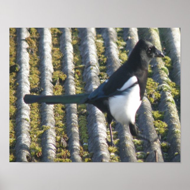 Magpie com Impressão de olho-de-luz (Frente)