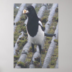 Magpie Impressão