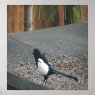 Magpie impressão
