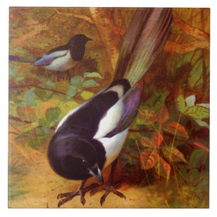 Magpies