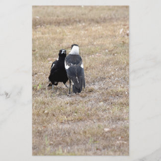 MAGPIES RURAL QUEENSLAND AUSTRÁLIA