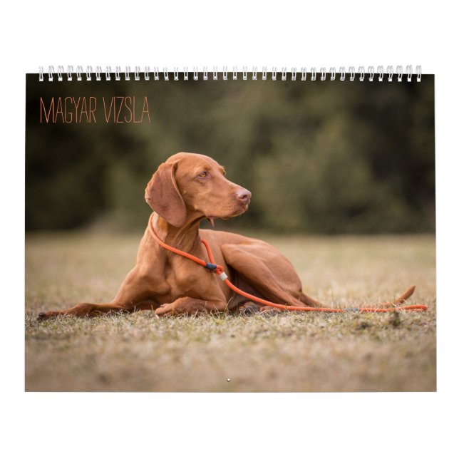 Magyar Vizsla cães calendários (Capa)
