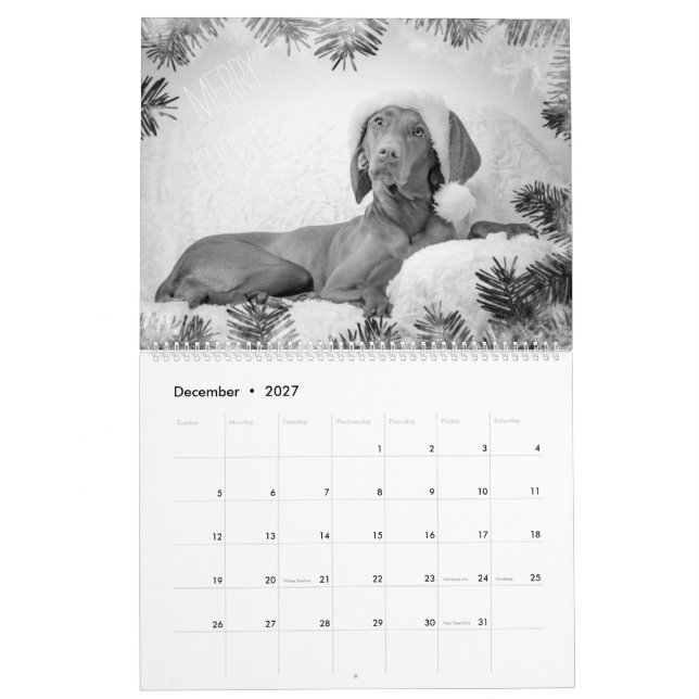 Magyar Vizsla cães calendários black & white (Dez 2027)