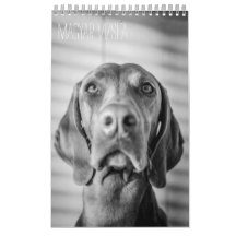 Magyar Vizsla cães calendários black & white